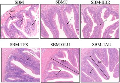 Reparative effect of different dietary additives on soybean meal-induced intestinal injury in yellow drum (Nibea albiflora)